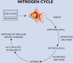 Preparing Your Filter, Aka Fishless Cycling - Tropical Fish Keeping Uk