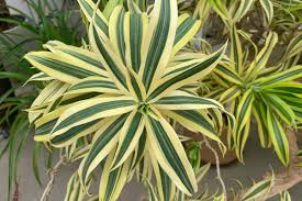 Image result for Dracaena laxissima