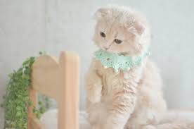twitter 子猫 可愛い 動物