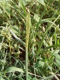 Image result for Digitaria remotigluma