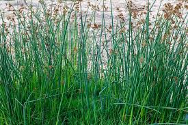 Image result for Schoenoplectus scirpoides