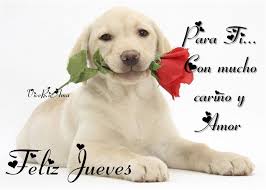 ¿qué es un buen día de jueves? Imagenes De Feliz Jueves Con Bonitas Frases Y Mensajes Informacion Imagenes