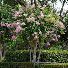 As an added bonus, crape myrtles thrive in heat and humidity and are drought tolerant once established. Muskogee Crape Myrtle Plantingtree