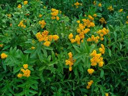 Image result for Pentanema