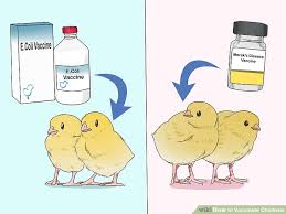 6 Ways To Vaccinate Chickens Wikihow