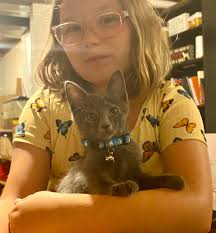 Kitten with unique light pattern for adoption