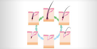 The cells in the hair bulb divide rapidly creating new hair growth. The Life Stages Of Hair Growth At Different Age Of Men And Women