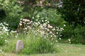 Grave Daisies | Daisy, Gravestone, Flowers