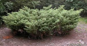 Huge collection, amazing choice, 100+ million high quality, affordable rf and rm images. Juniper Shrub Plants Juniper Bush