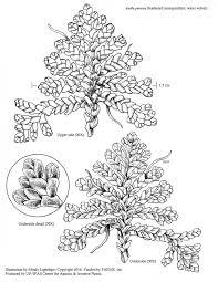 Image result for Azolla pinnata
