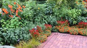 File 190909 094 Chicago Botanic Gdn Circle Garden Celosia Twisted Dark Orange Canna Orange Punch Bidens Ferulifolia Bee Alive Tecoma Stans Sangria 48861118858 Jpg Wikimedia Commons