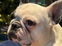 French Bulldog Breeders near Abertillery, Gwent