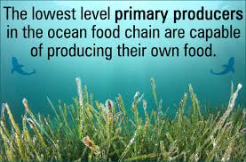 Ocean Food Chain Diagram Science Struck