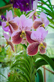 Flowers in the philippines tagalog. Waling Waling Wikipedia