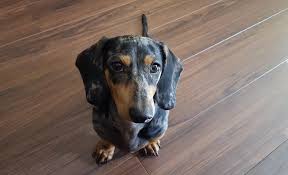 A cross between a labrador and a miniature poodle, the mini labradoodle comes in many colors, sizes, and personalities. 5 Best Dog Food For Dachshunds An Introduction To Weiner Dog Nutrition