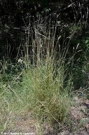 Image result for Dichanthium sericeum