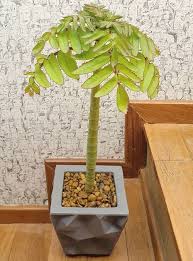 39 Really Beautiful Kalanchoe Varieties In 2020 Christmas Tree Plant Long Lasting Flower Kalanchoe Blossfeldiana
