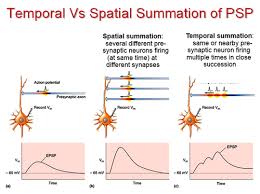 Pdf books bellow will give you all similar to neuron function pogil answer key! Neurons Synapses And Signaling Flashcards Quizlet