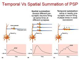 Tier pogil , pogil iii3.4, pogil , pogil 3.5, reacfions. Neurons Synapses And Signaling Flashcards Quizlet