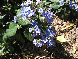 Image result for Eranthemum pulchellum
