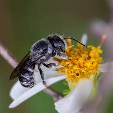 These bees rely on flowers for survival; Florida Native Bees Home Facebook