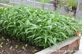 Image result for Ipomoea aquatica