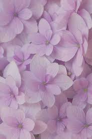 Untitled Purple Flowers Wallpaper Flower Aesthetic Purple Wallpaper Iphone