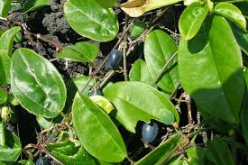 Image result for Passiflora suberosa