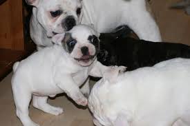 Nine years ago we became involved with frenchies. French Bulldog Puppies Home Facebook
