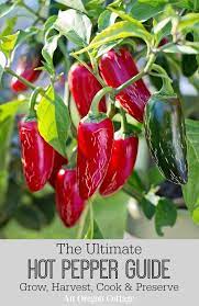 The Ultimate Hot Pepper Guide Grow Harvest Cook Preserve With 50 Recipes An Oregon Cottage Stuffed Hot Peppers Stuffed Peppers Hot Peppers Plants