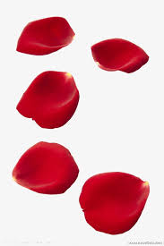 Petals Floating Element Float Petals Vector Floating Vector Png Transparent Clipart Image And Psd File For Free Download Rose Petals Image Red Rose Petals Rose Petals