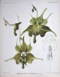 Image result for Aeranthes africana
