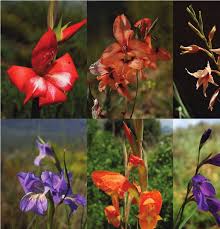 Image result for Gladiolus hollandii