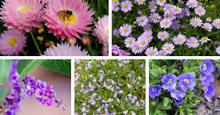 Check spelling or type a new query. How To Create A Native Cottage Garden Flower Power