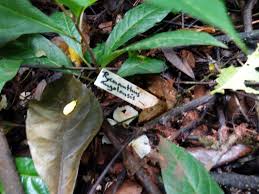 Image result for Pycnanthus