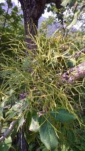 Image result for Viscum shirense