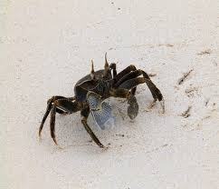 Ketam bakau ketam nipah di sabah? Apa Beza Ketam Batu Dan Ketam Nipah Ketambatu Com