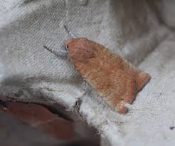 Image result for Noctua interjecta