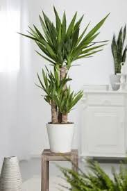 Yucca Geant Jardiland Deco Plantes Interieur Deco Plantes Plante Verte