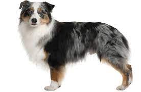 Australian Shepherd Information And Pictures Petguide