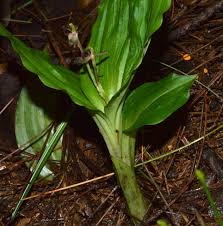 Image result for Liparis nervosa