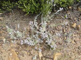 Image result for Vellereophyton dealbatum