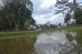 Area Persawahan Kab. Tasikmalaya 47.376 Hektar. Muhammad Hakim: Pemerintah  Lindungi dari Alih Fungsi Lahan - Ayo Tasik