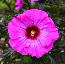 Image result for Hibiscus physaloides