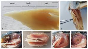 Image result for Heterotis