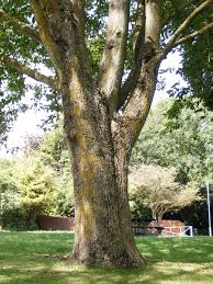 Image result for Ulmus