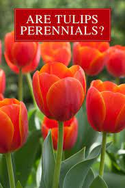 Are Tulips And Other Spring Bulbs Perennials Longfield Gardens Spring Bulbs Perennials Longfield Gardens