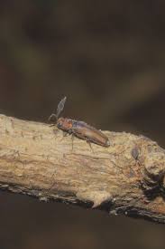 Image result for Chrysochloa