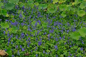 Image result for Monochoria africana