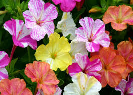 In areas with cooler summers like the pacific northwest and the uk, sowing seeds from the three flowering groups (winter, spring and summer) can increase the. Traditional And Tropical Annual Flower Seeds From Jungleseeds